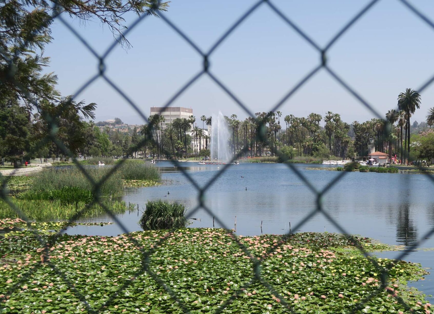Chain link fence at Echo Park Lake